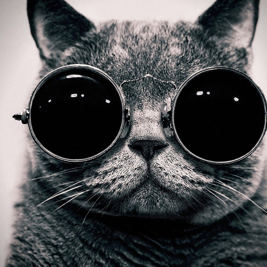 1030x1030 Cat With Sunglasses iPad Wallpaper HD. Steampunk cat, Cool iphone 6 wallpaper, Cat wallpaper, Phone