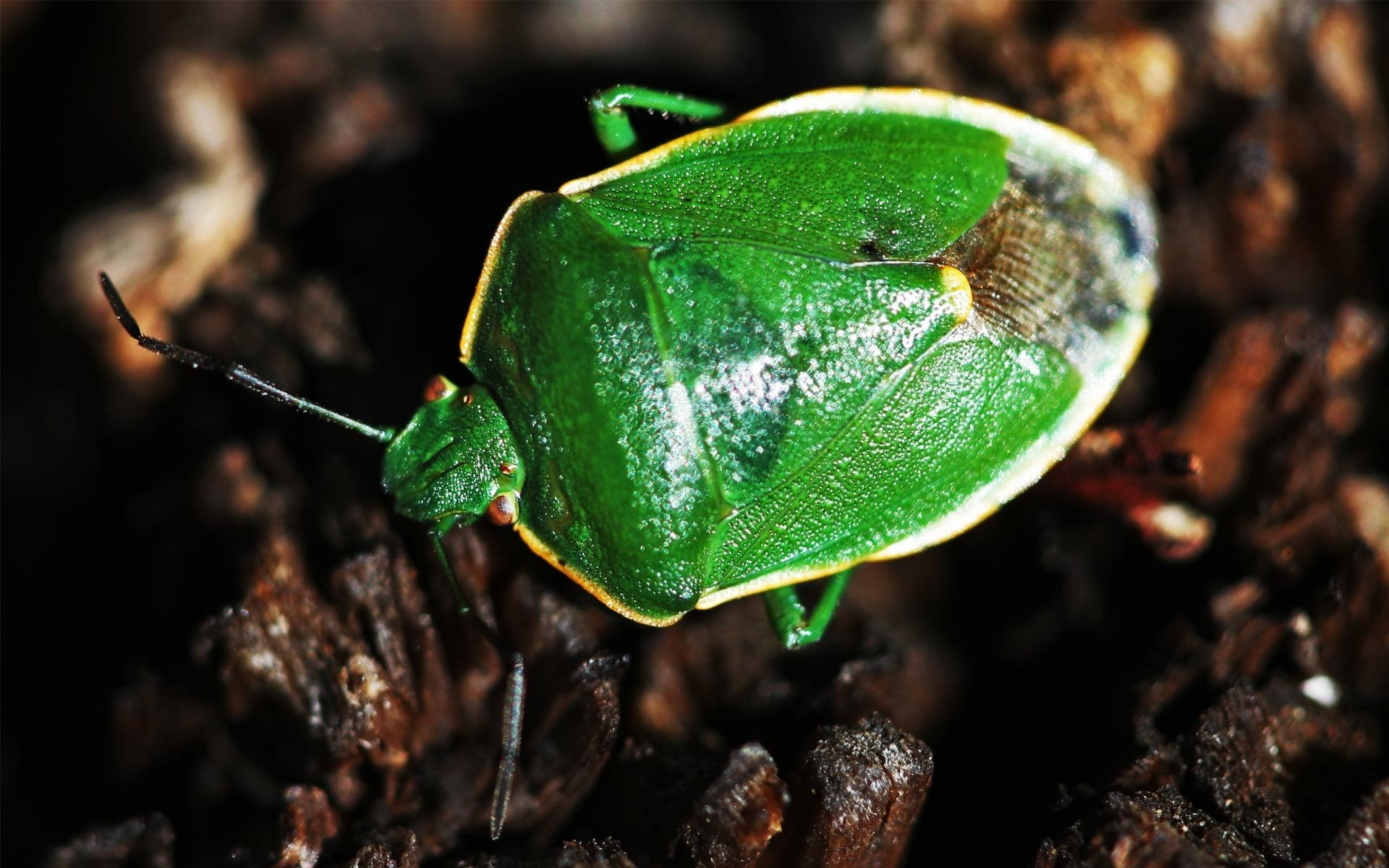 1920x1200 Macro photography of green stink bug HD wallpaper, Desktop