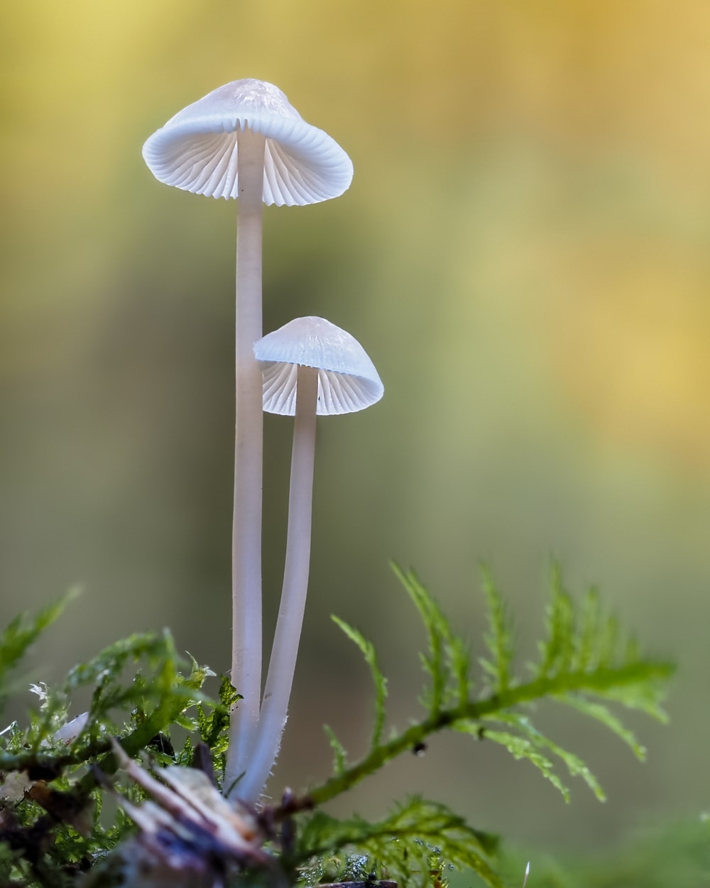 1000x1250 Mushroom Picture [HD]. Download Free Image, Phone