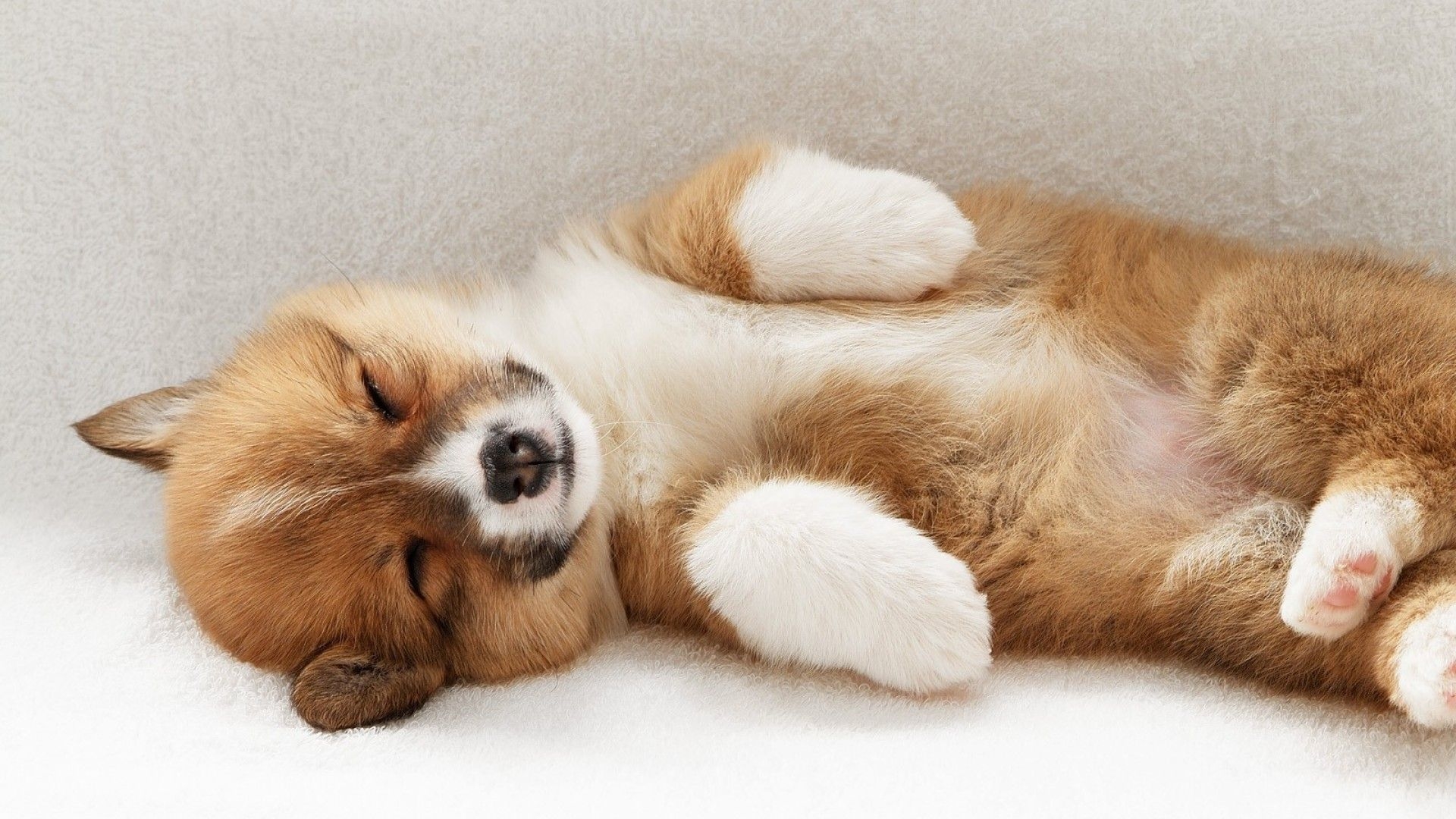 1920x1080 Sleeping Corgi Dog Wallpaper 49393 px, Desktop