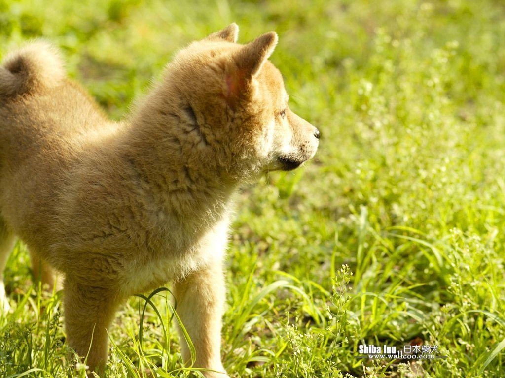 1030x770 Shiba Inu Puppy Photo Inu Dog wallpaper  NO.23, Desktop