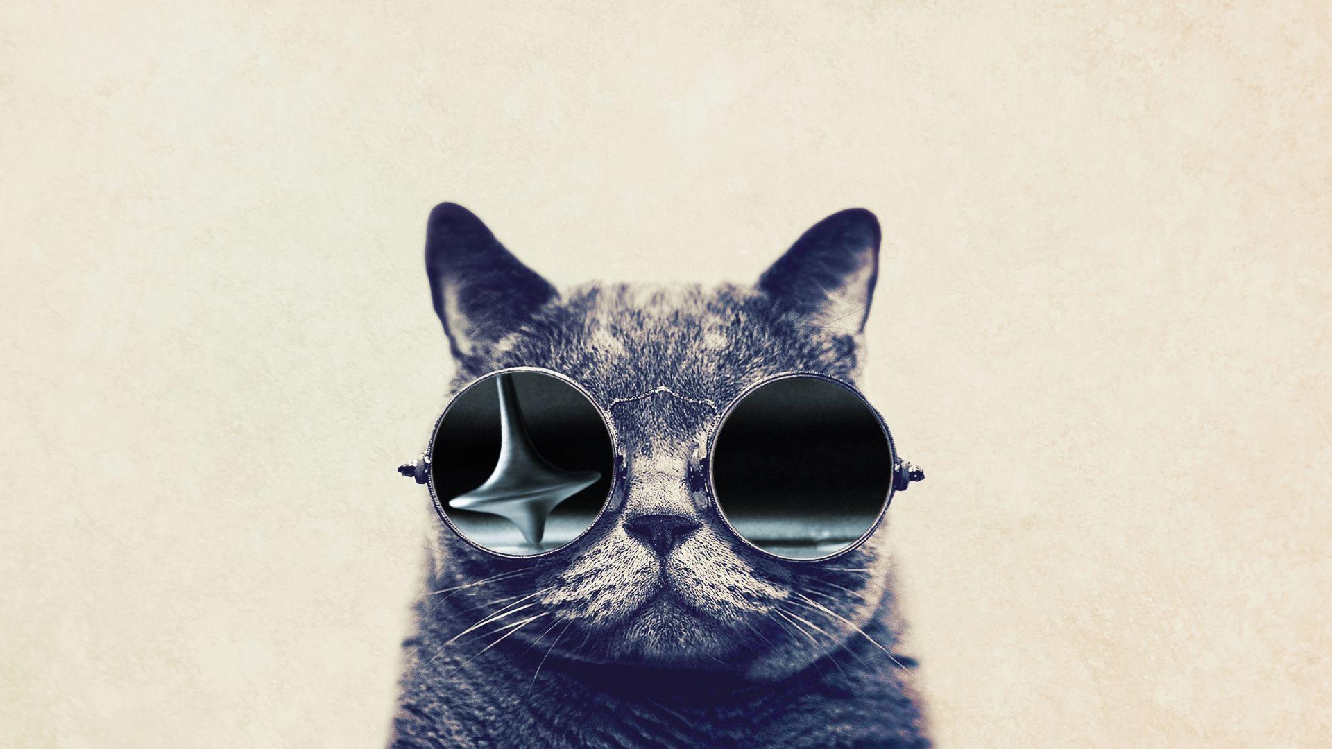 1920x1080 Funny Cat With Big Glasses HD Wallpaperx1080, Desktop