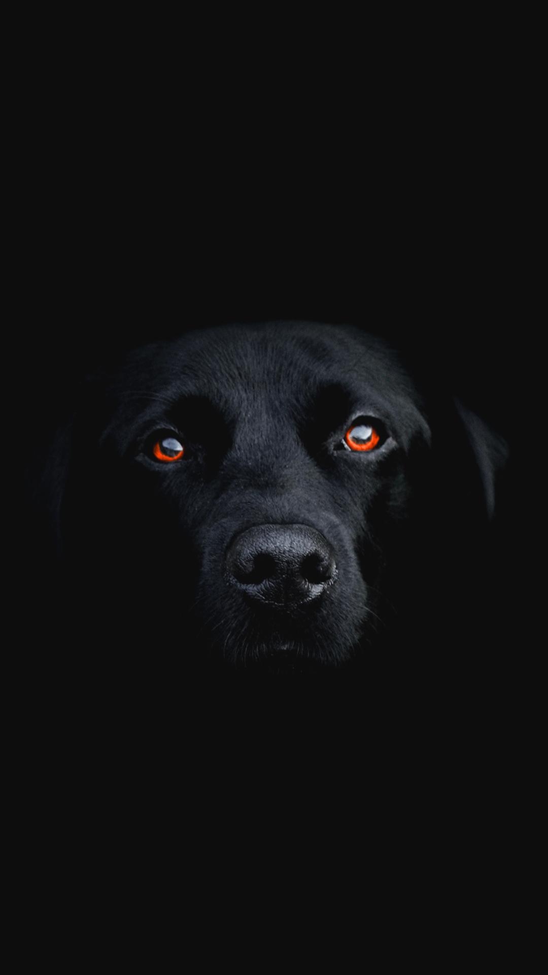 1080x1920 Free HD Dark Dog Phone Wallpaper.3385, Phone