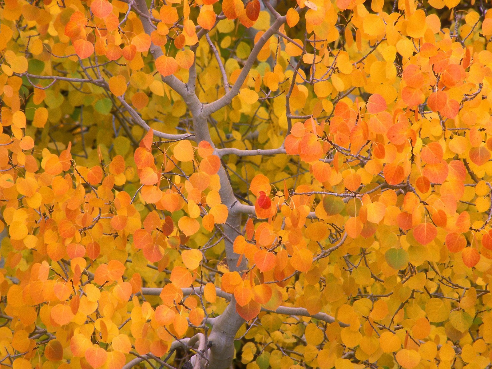 1600x1200 Aspen Tree Wallpaper Fall Leaves Free HD Wallpaper, Desktop