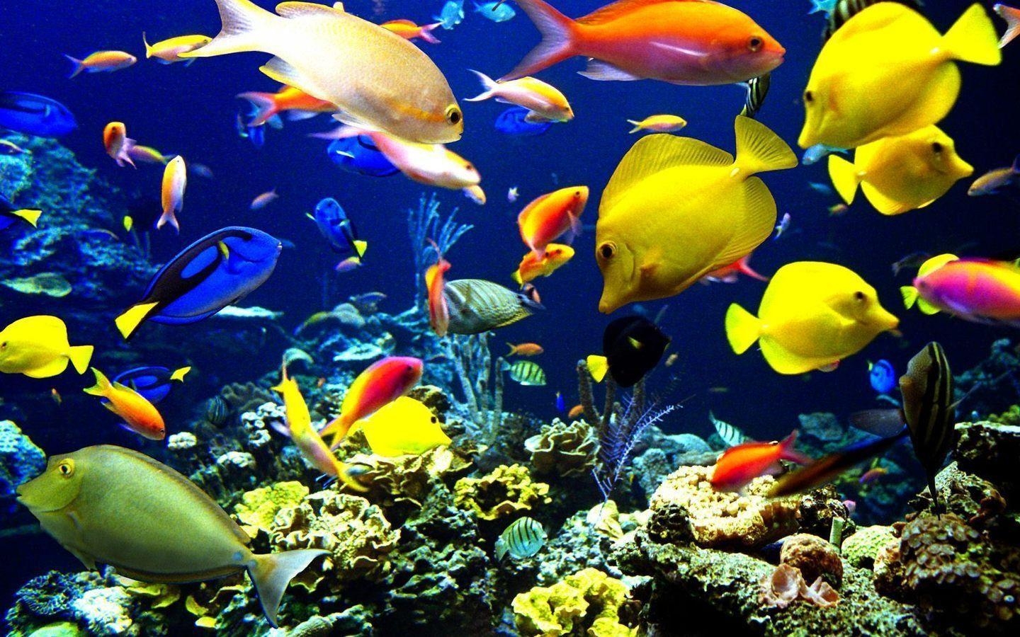 1440x900 Ocean Life Wallpaper 11 Planent, Desktop