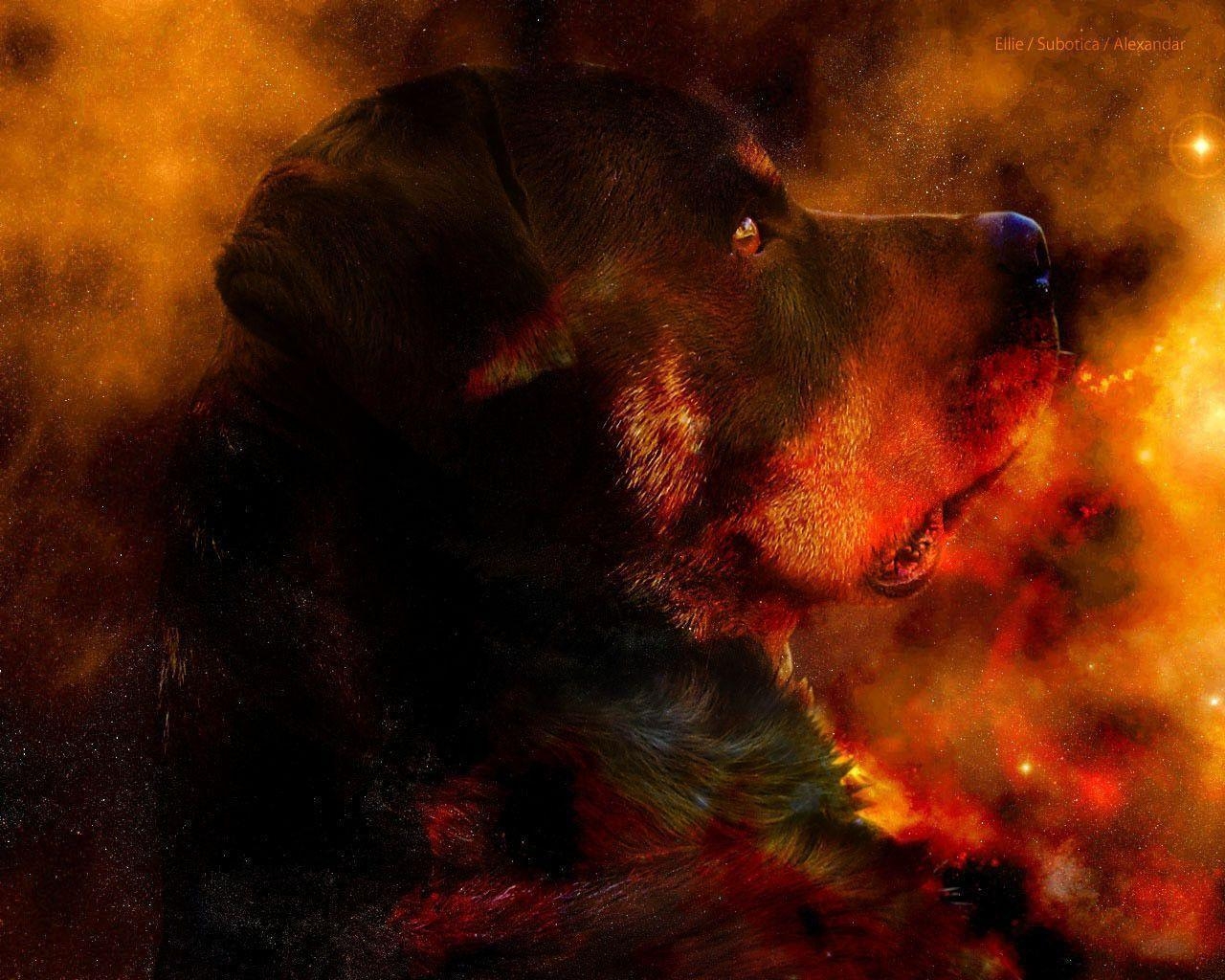 1280x1030 Rottweiler, Desktop