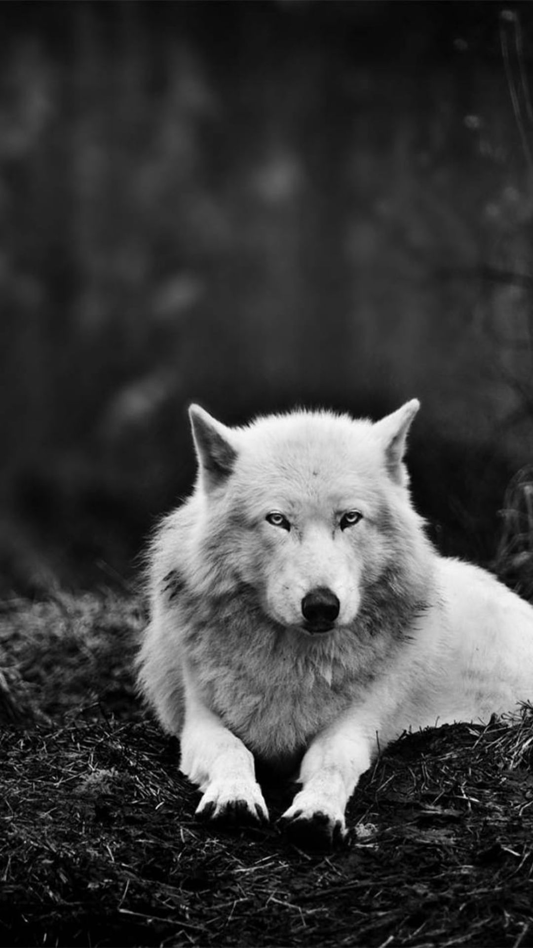 1080x1920 White Wolf Wallpaper, Phone