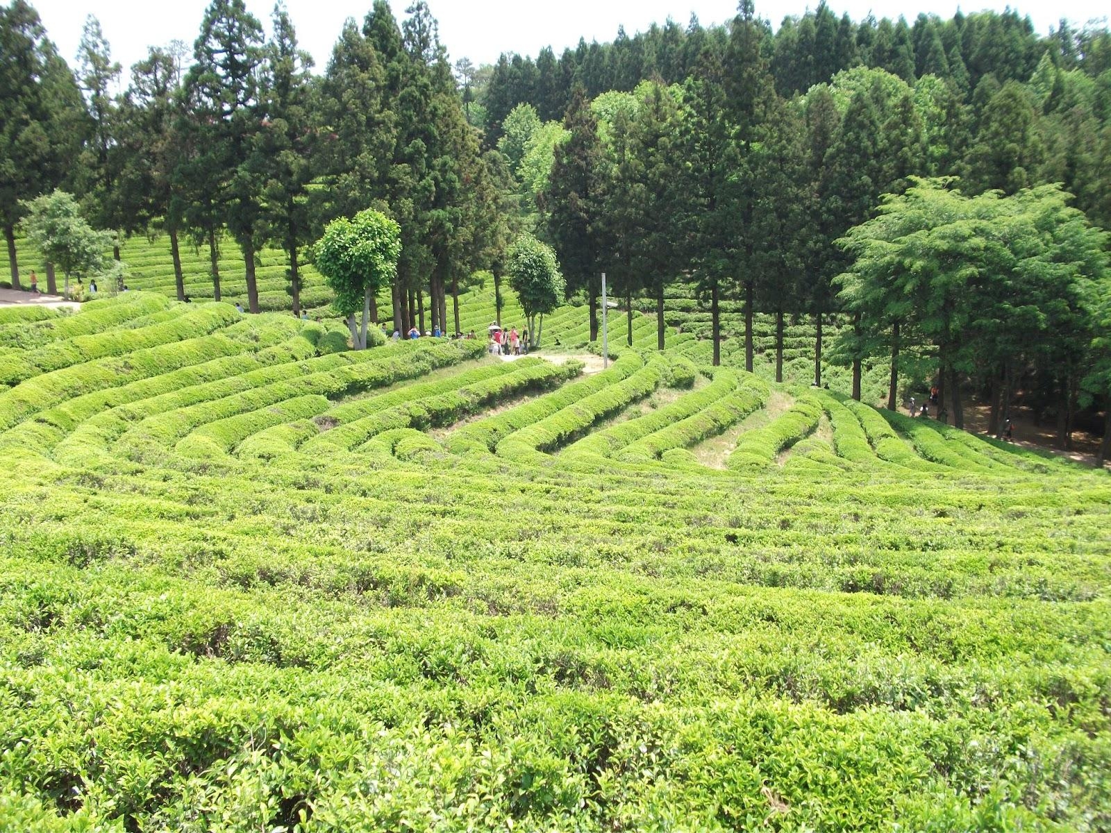 1600x1200 Boseong Green Tea Gardens And Damyang Babmboo Forest, Desktop