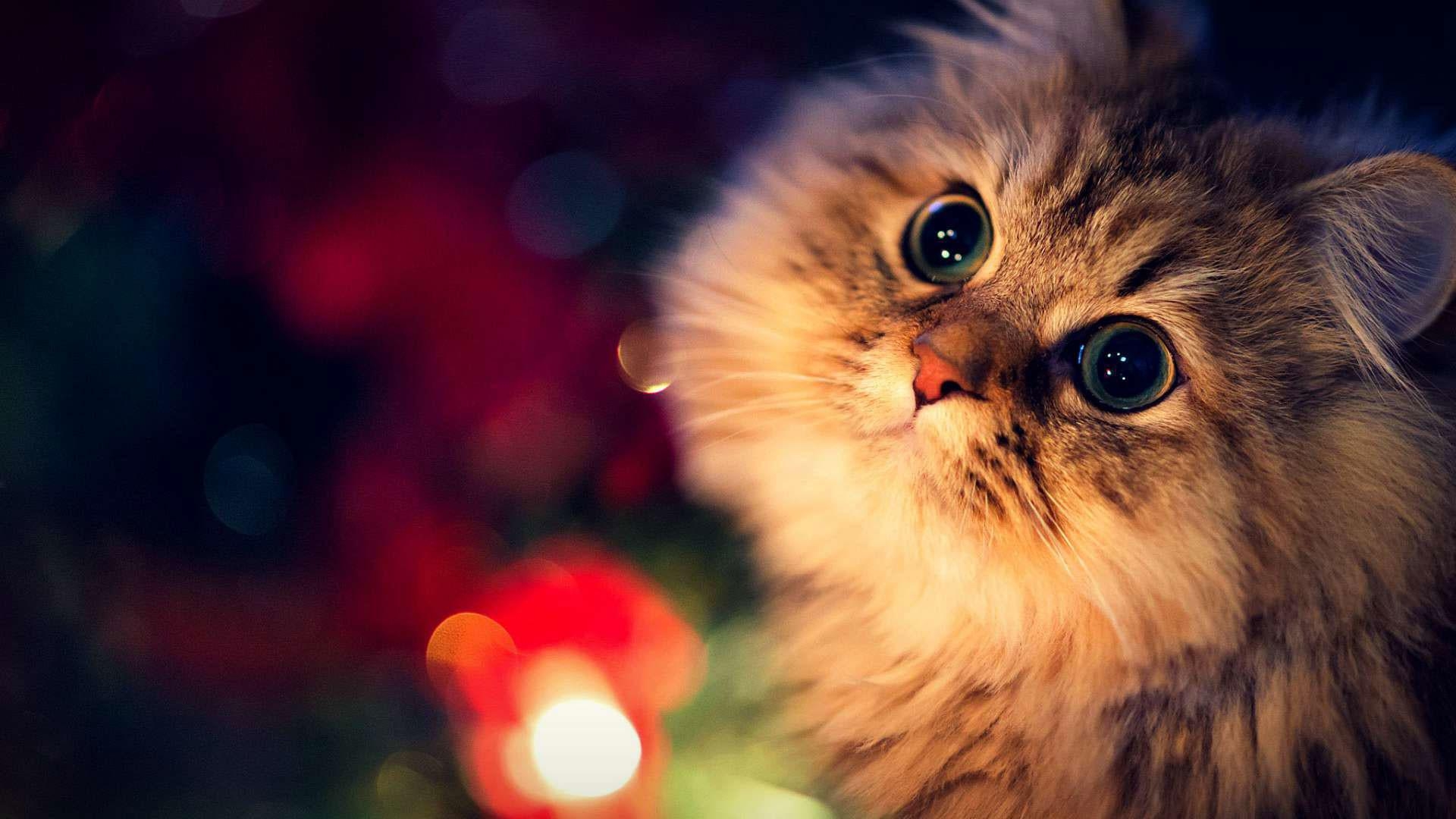 1920x1080 Christmas Cat Wallpaper, Desktop