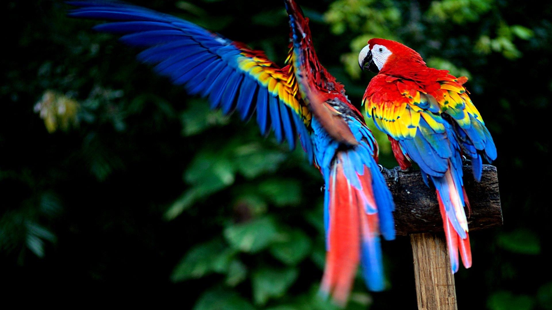 1920x1080 Scarlet Macaw HD Wallpaper, Desktop