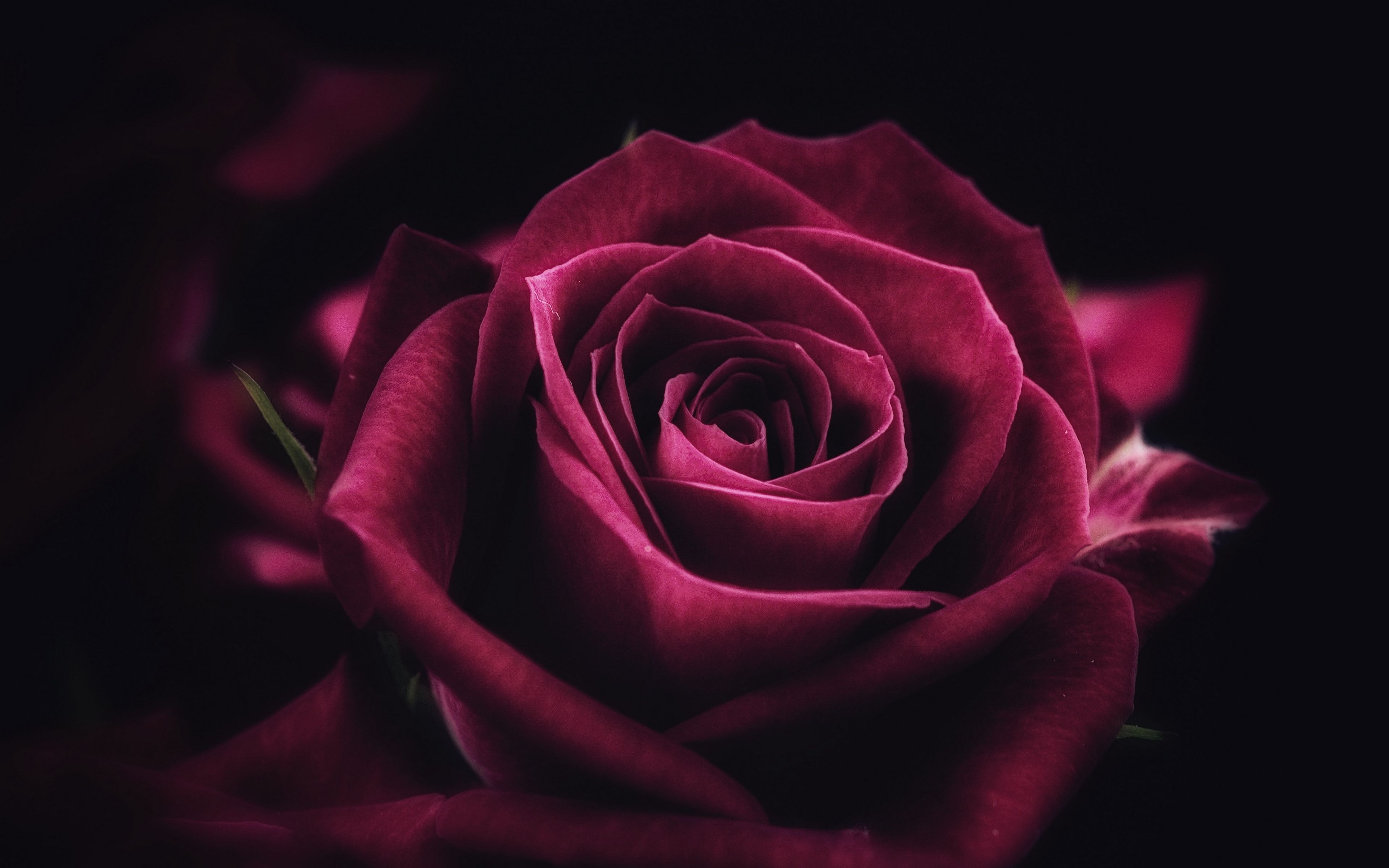 3840x2400 Ultra HD Rose Wallpaper Free Ultra HD Rose Background, Desktop