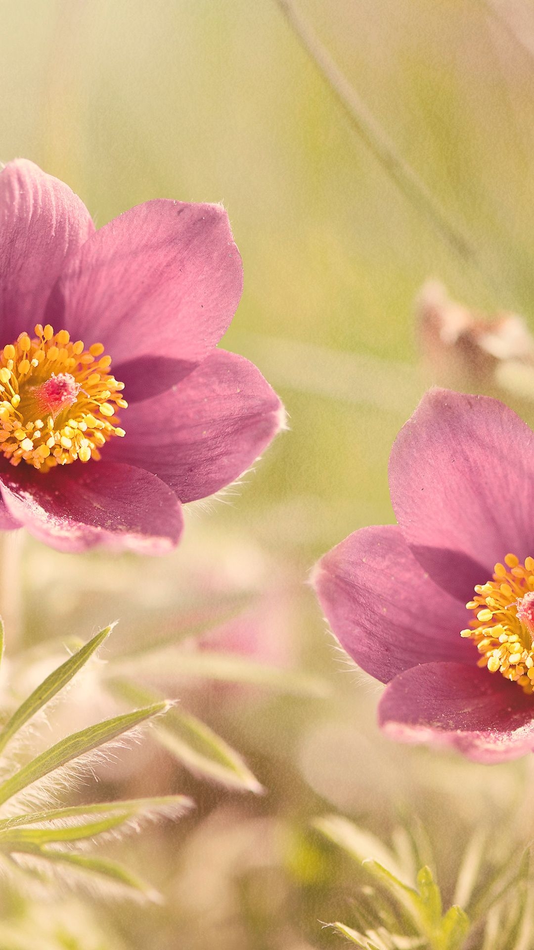 1080x1920 Pasque Flower Phone Wallpaper Best Flowers For Mobile, HD, Phone