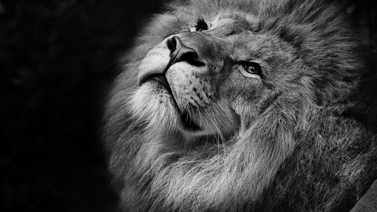 1280x720 Wallpaper Lion, Monochrome, 4K, Black Dark, Desktop