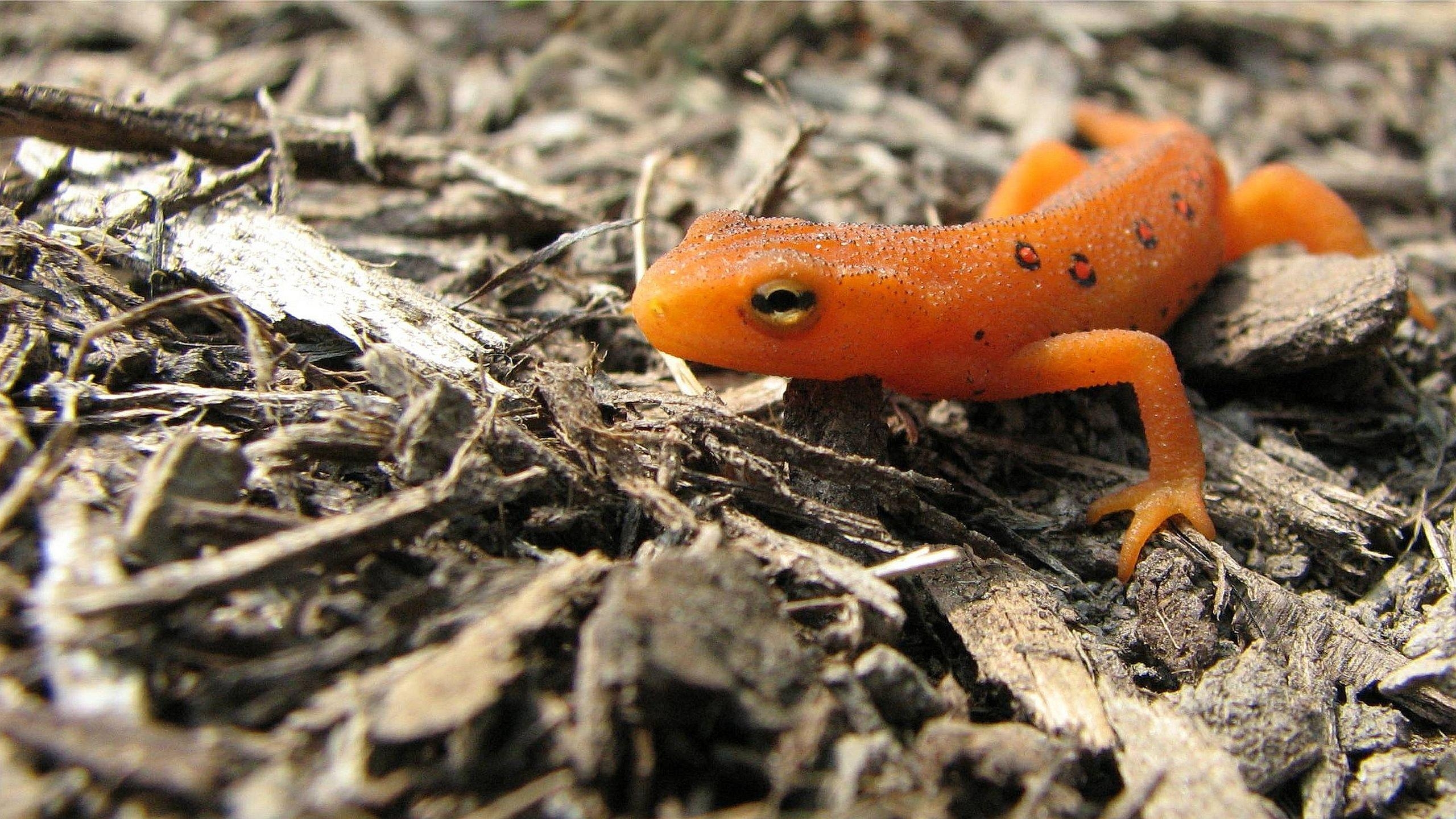 2560x1440 Eastern Newt HD Wallpaper. Background Imagex1440, Desktop