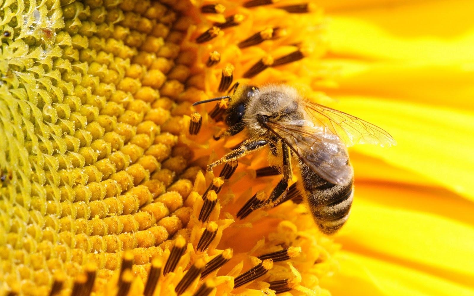 1600x1000 Latest Bee HD Wallpaper Image And Photo Free Download, Desktop