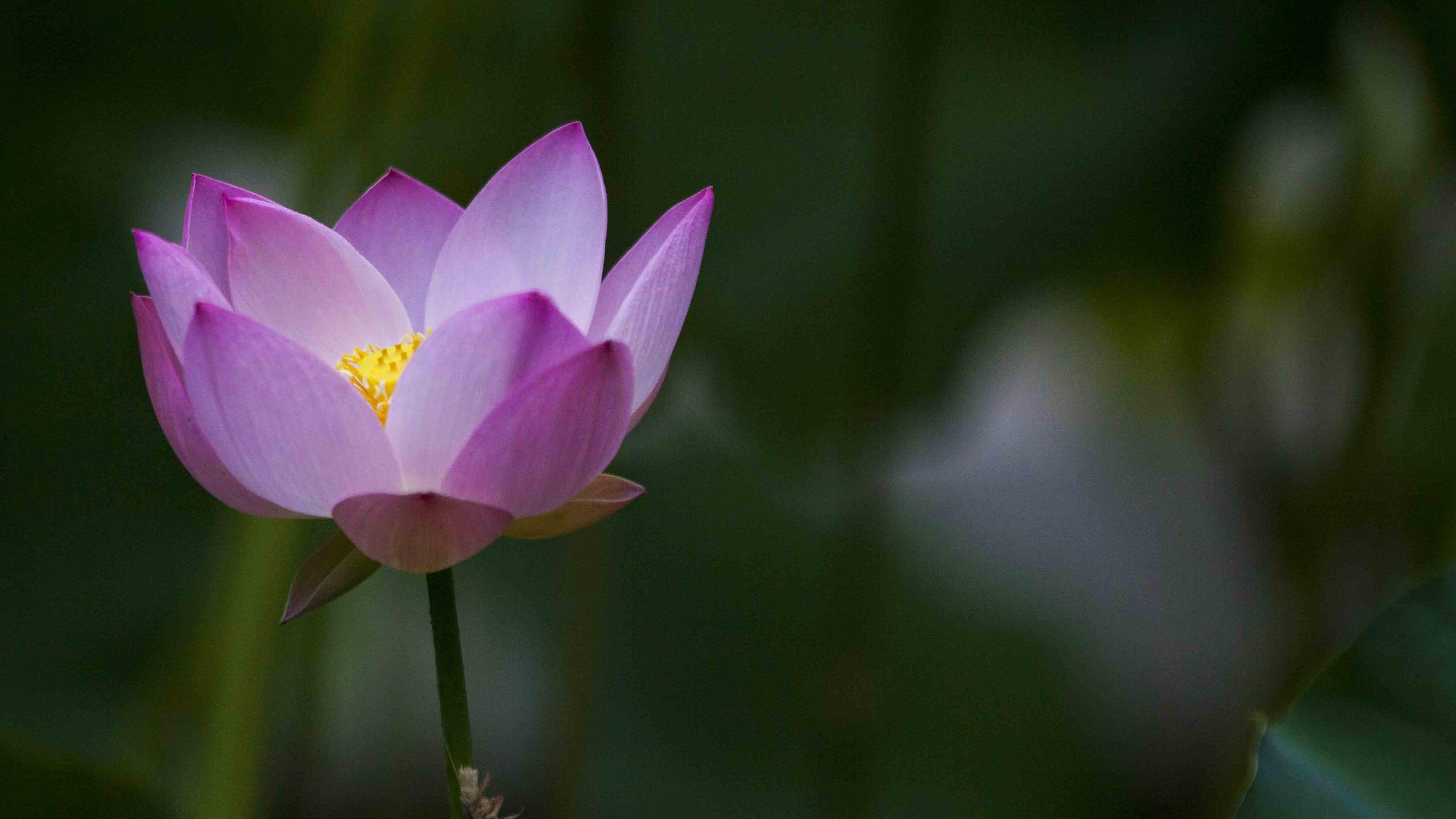 4030x2270 Beautiful Lotus Flower High Resolution Wallpaper. HD Wallpaper, Desktop