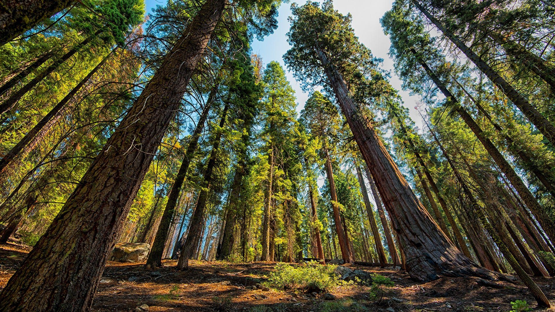 1920x1080 Photos USA Bottom view Sequoia and Kings National Park, Desktop