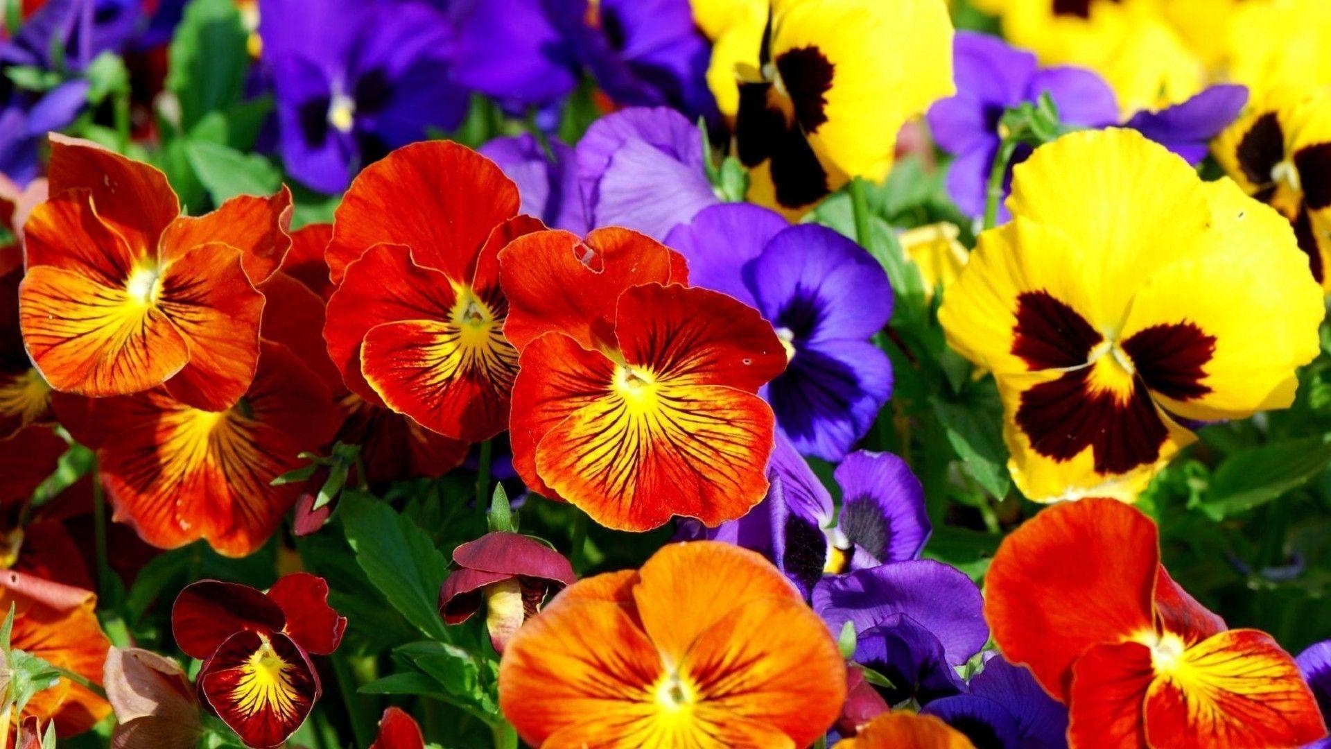 1920x1080 Pansies HD Wallpaper Wallpaper Inn, Desktop