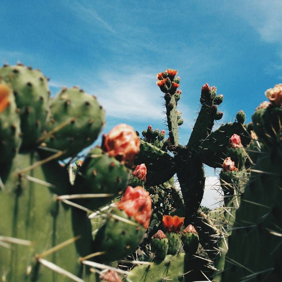 1080x1080 mexico aesthetic. Mexico wallpaper, Mexico culture, Mexico picture, Phone