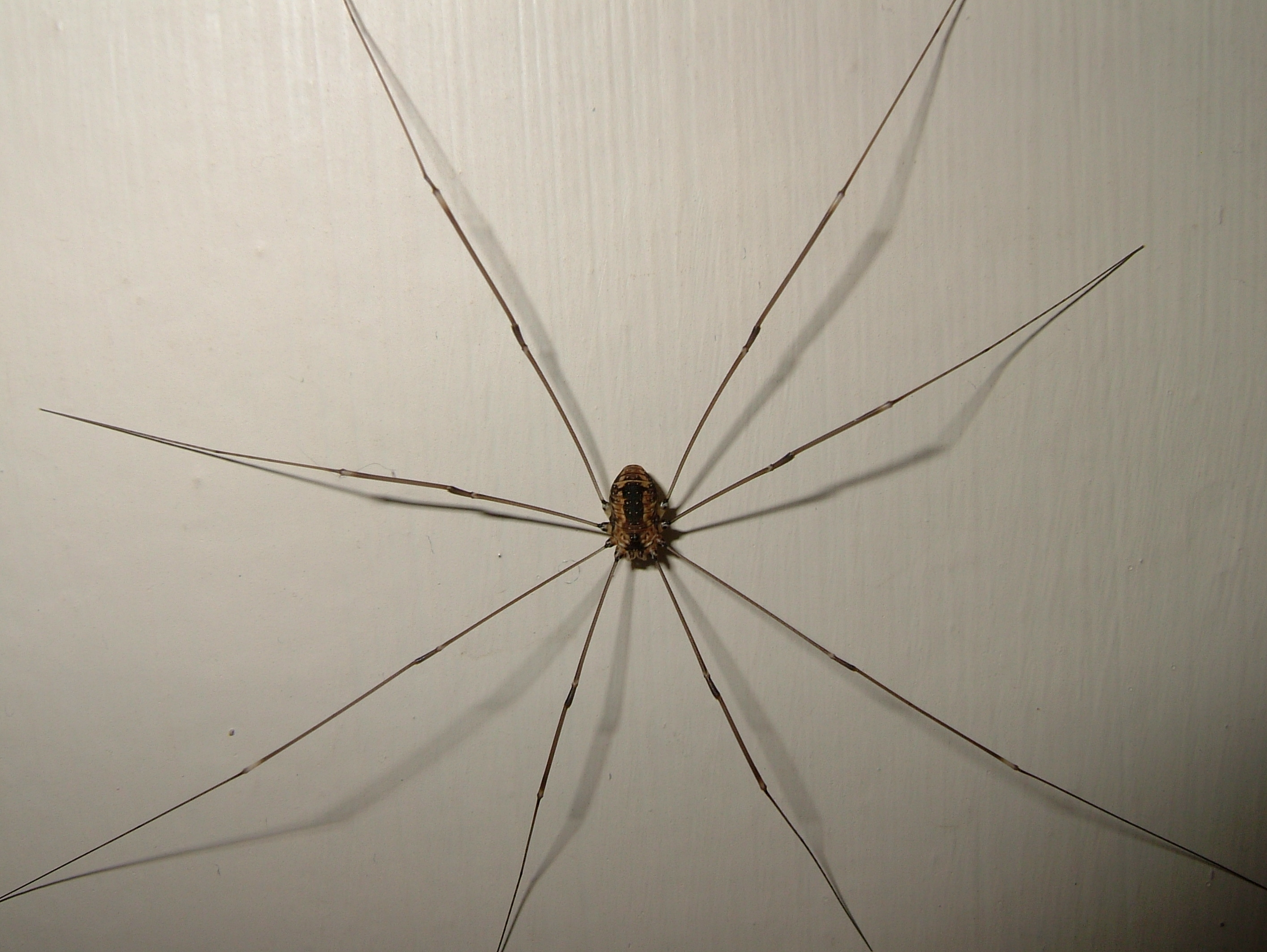 2840x2130 Daddy Long Legs Spider (Harvestman), Desktop