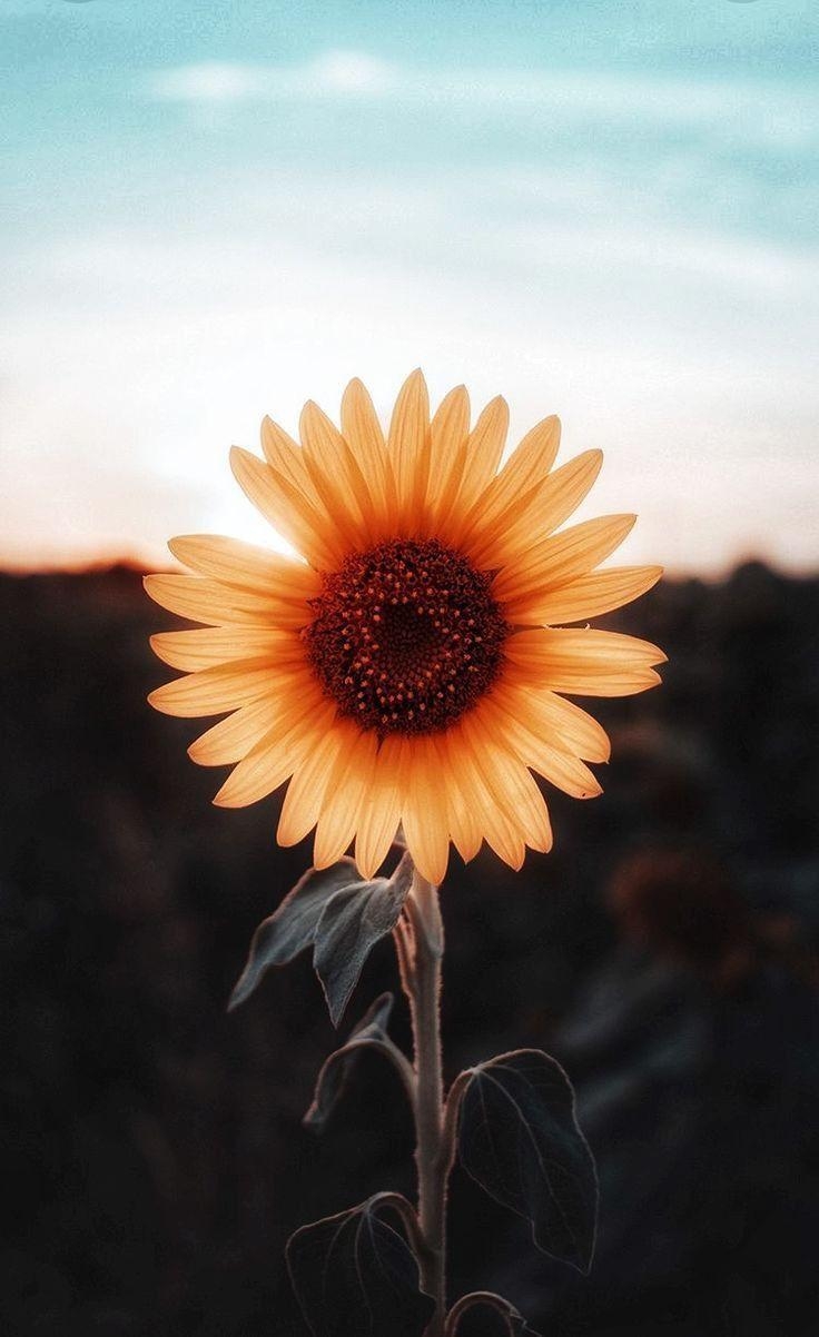 740x1210 Sunflower Wallpaper iPhone, HD Wallpaper & background Download, Phone