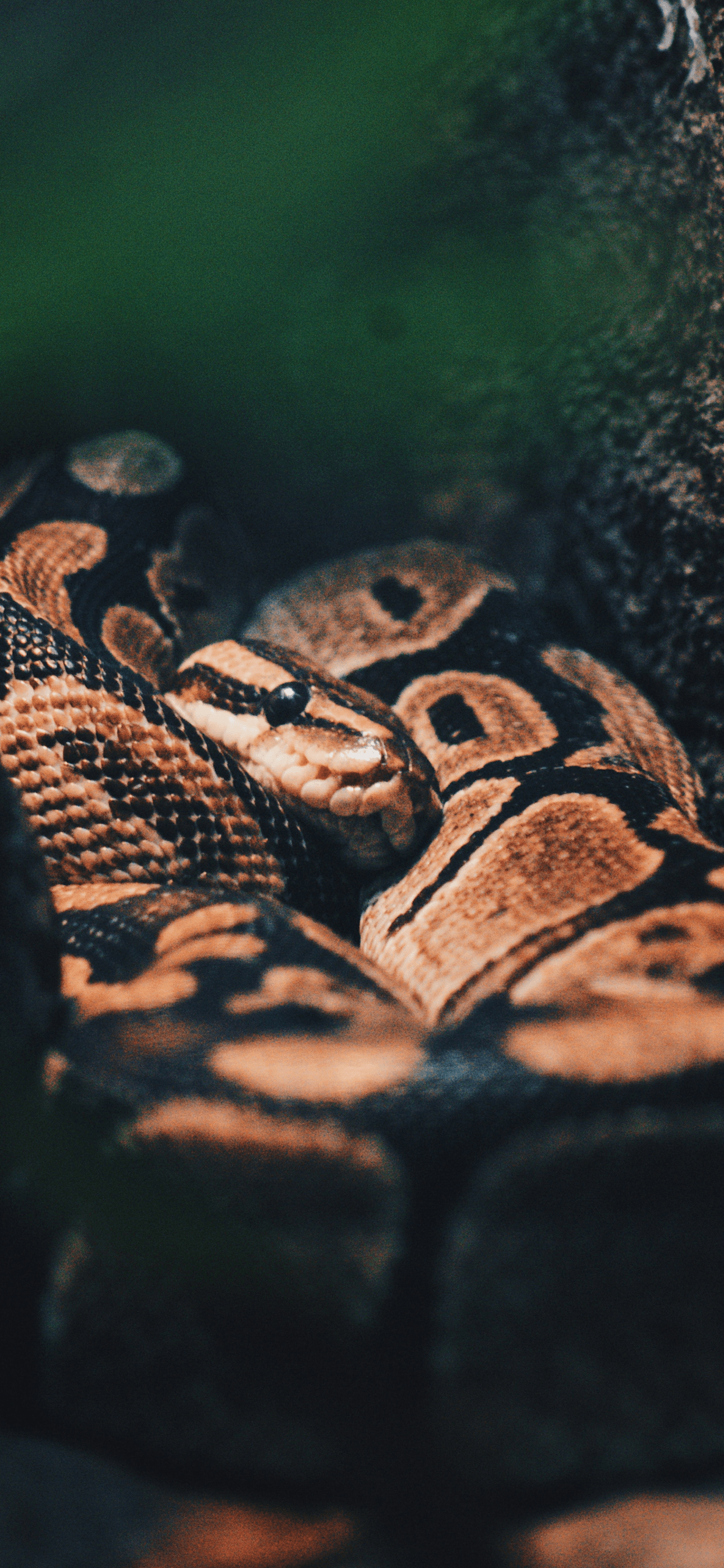 1250x2690 Snakes Wallpaper for iPhone Pro Max, X, 6, Phone