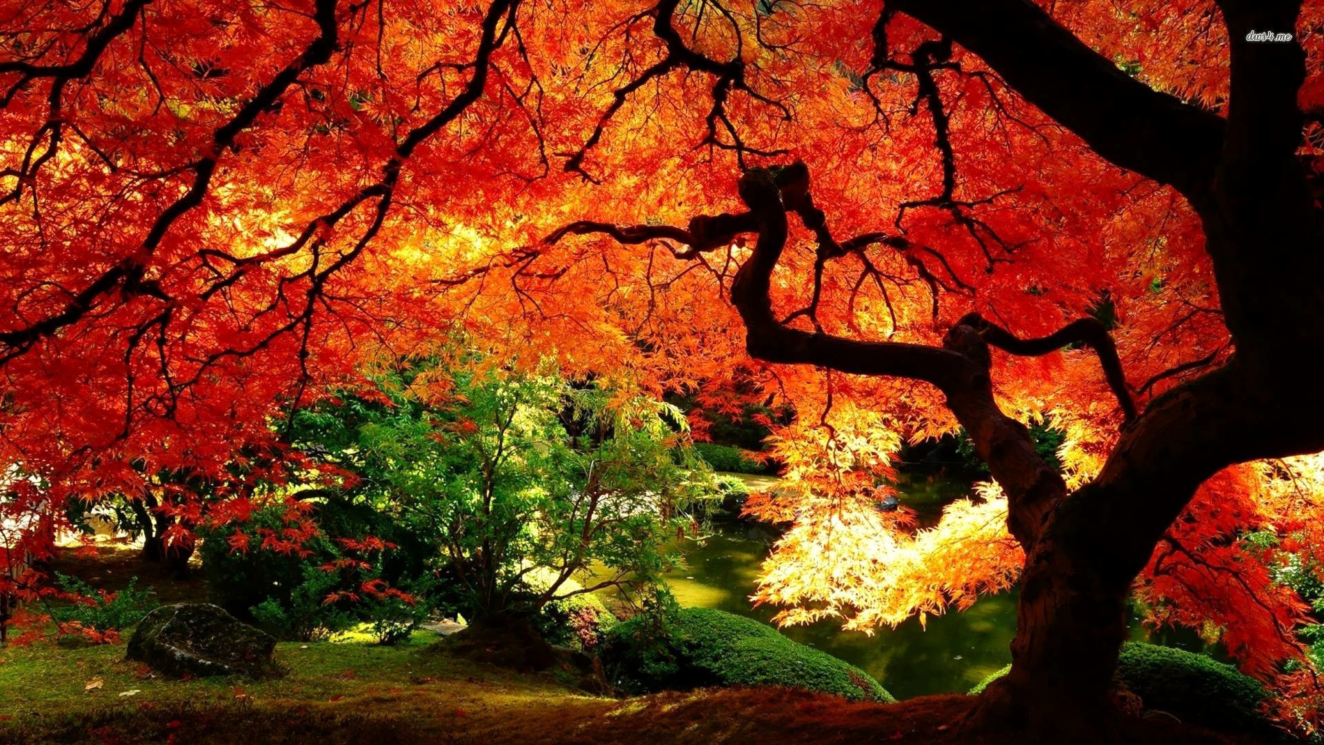 1920x1080 Cartoon Falling Leaves Lovely 75 Fall Leaves Wallpaper On, Desktop