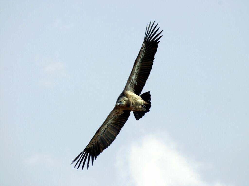 1030x770 Vulture Overhead wallpaper, Desktop