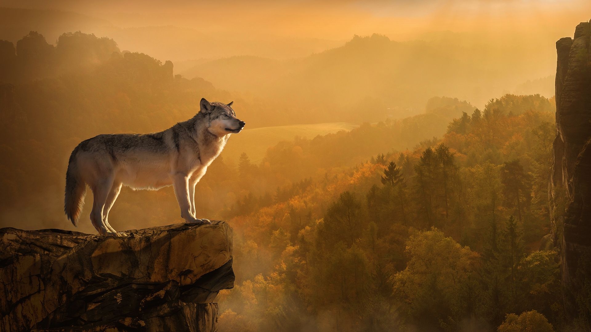 1920x1080 Autumn Wolf Chromebook Wallpaper, Desktop