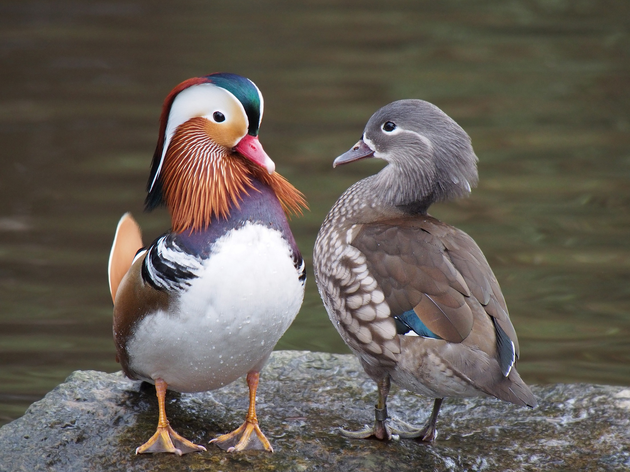 2210x1660 Mandarin duck, Desktop