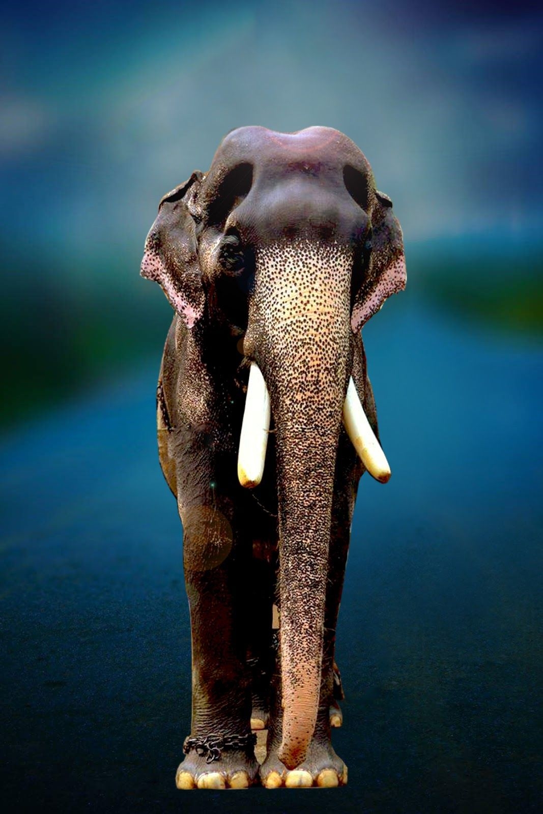 1070x1600 Mangalamkunnu Karnan HD Image Elephant Mangalamkunnu, Phone