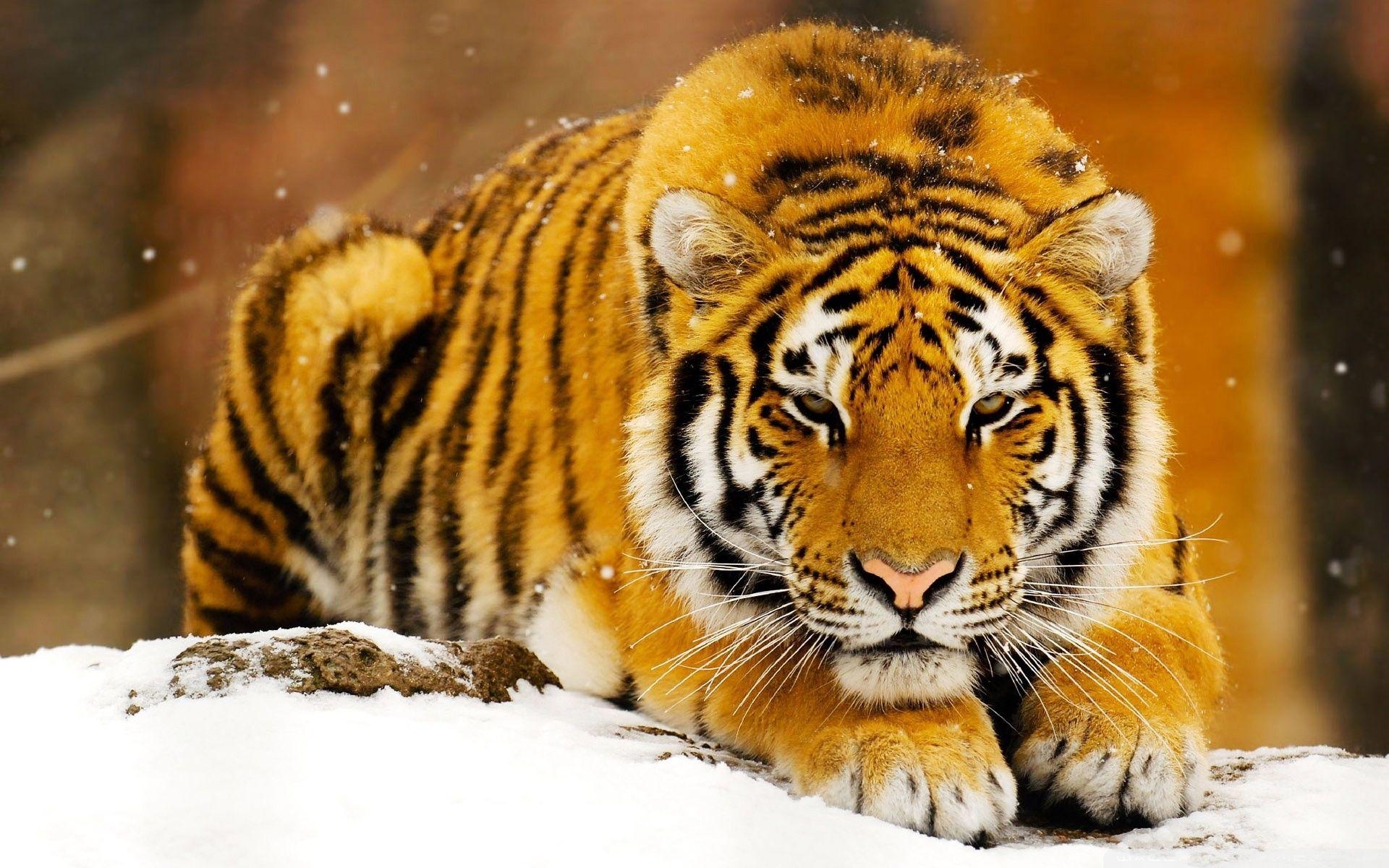 1920x1200 Siberian Snow Tiger Wallpaper, Desktop