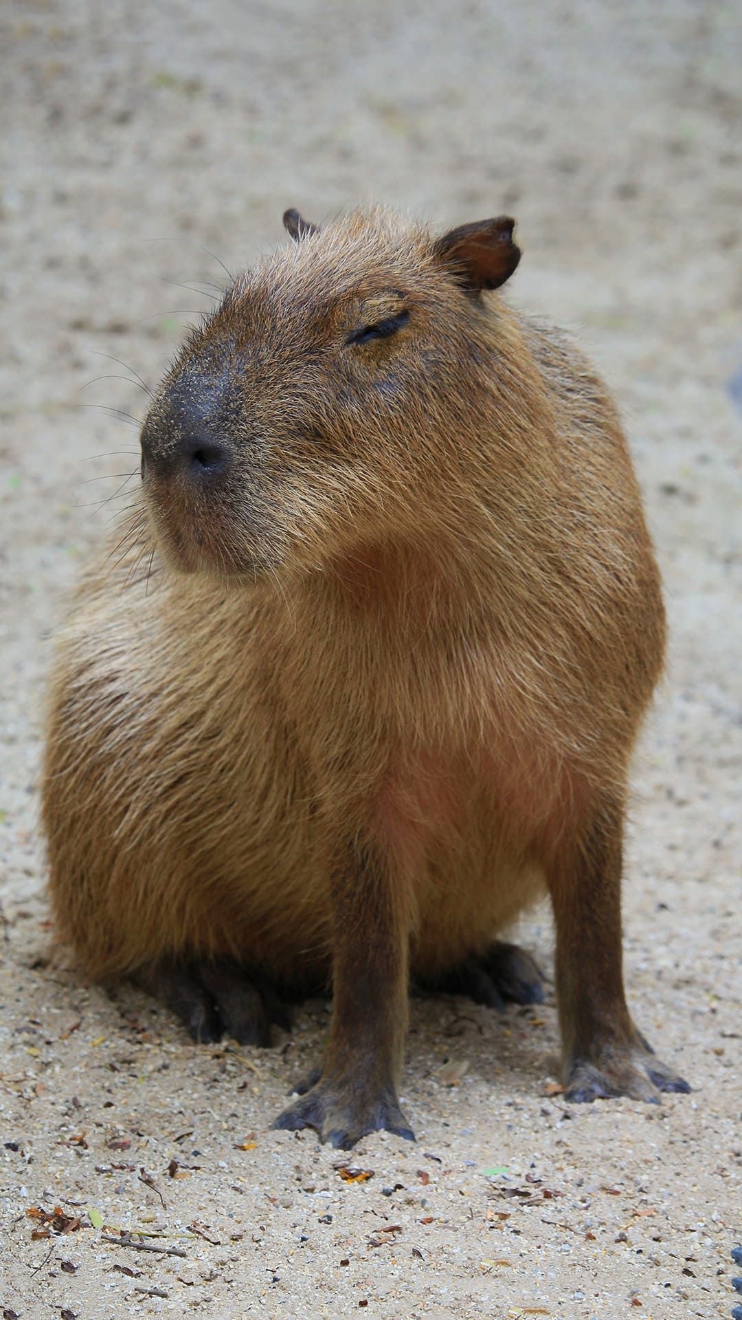 1080x1920 Capybara Wallpaper. Capybara, Phone