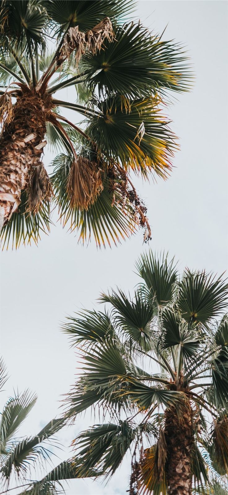 740x1600 green palm tree under white clouds during daytime #tree #palmtree #summer #light #grey #iPhoneXWallpa. Palm trees wallpaper, Palm wallpaper, Palm tree photography, Phone