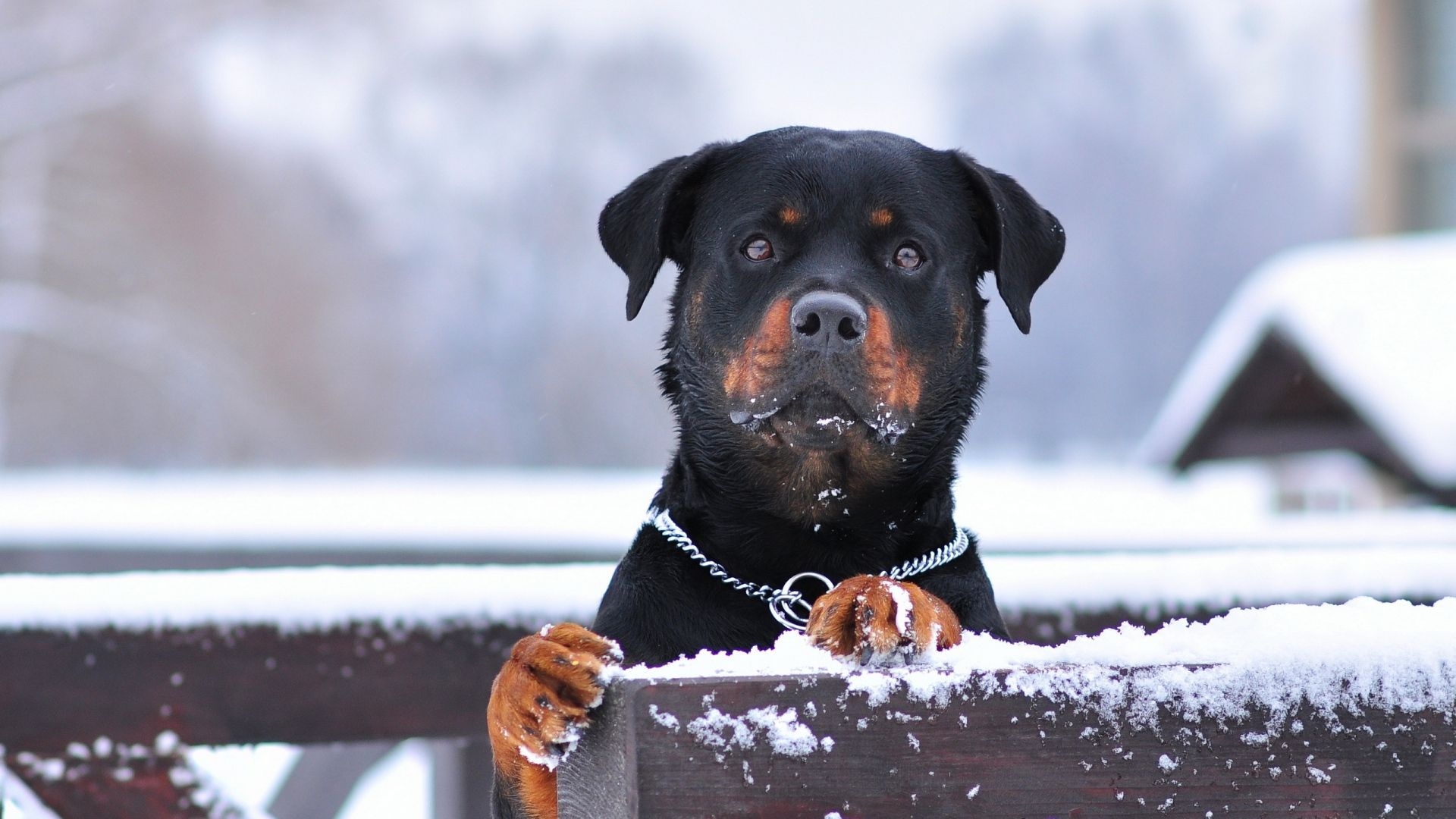 1920x1080 Fantastic Rottweiler Wallpaper, Desktop