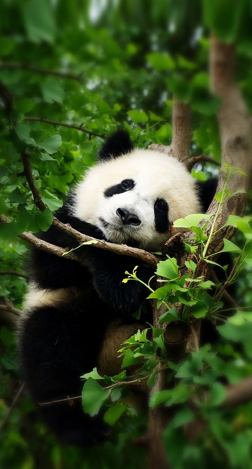 860x1590 Panda Wallpaper HD. Panda wallpaper, Panda wallpaper iphone, Panda background, Phone