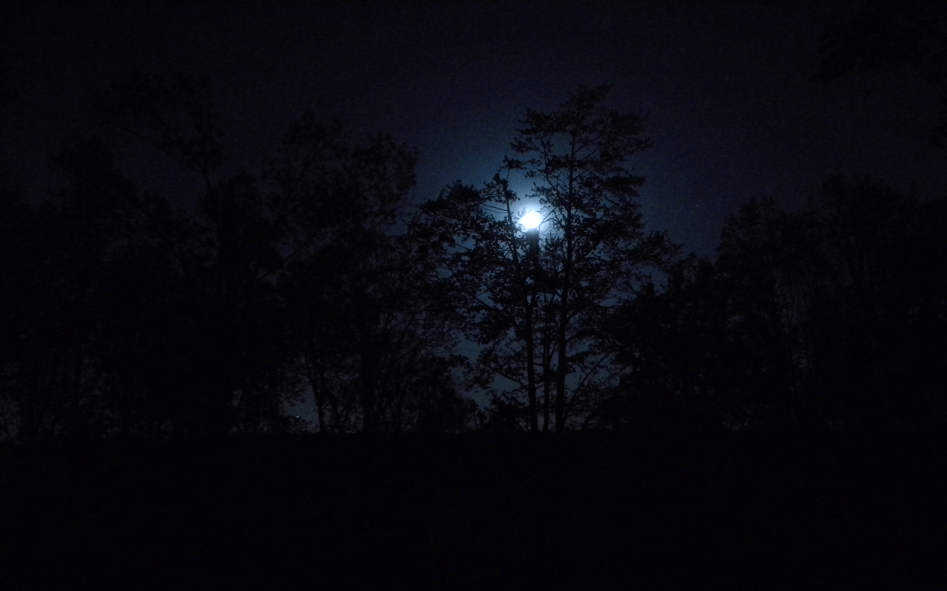 1920x1200 Dark Forests at Night. Nature trees dark night forest moon, Desktop