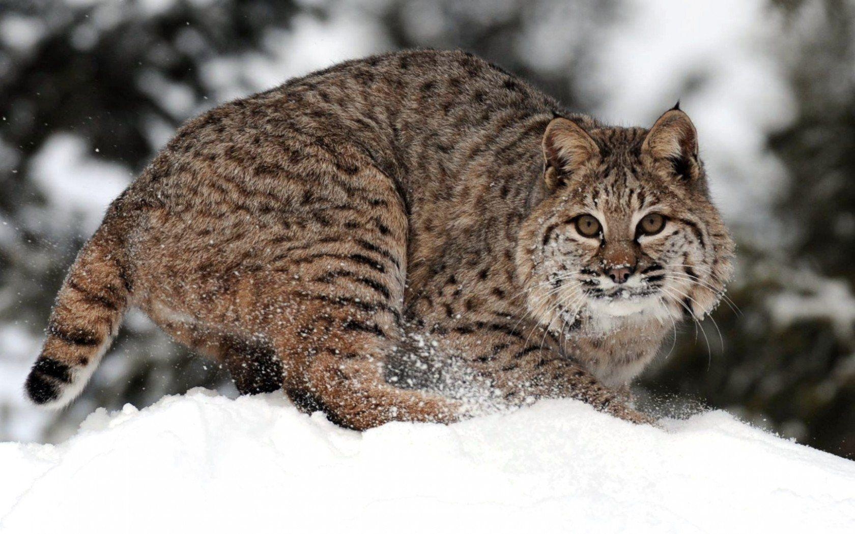 1680x1050 Bobcat HD Wallpaper and Background Image, Desktop