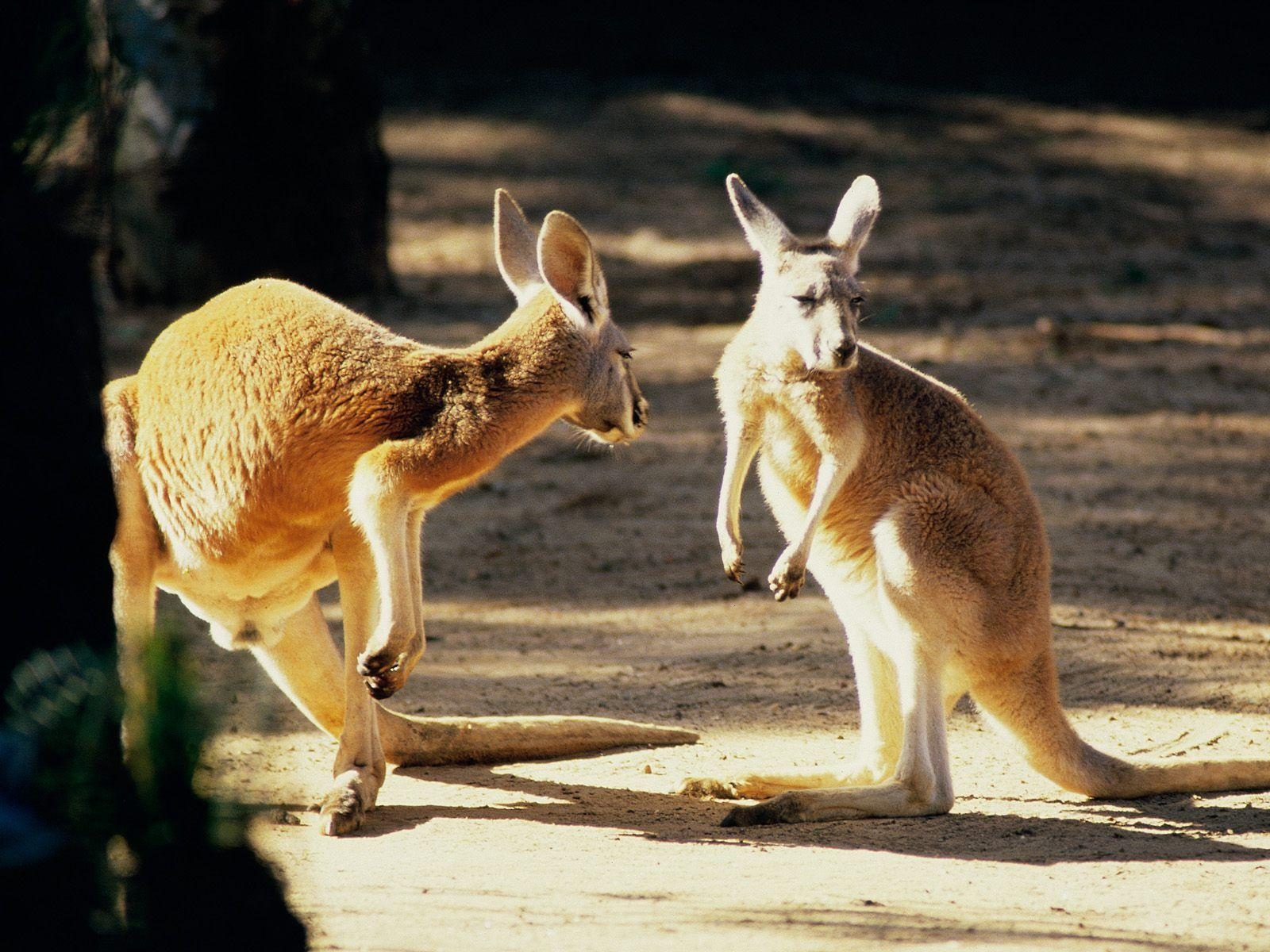 1600x1200 Click here to download in HD Format >> Kangaroo Conversation, Desktop