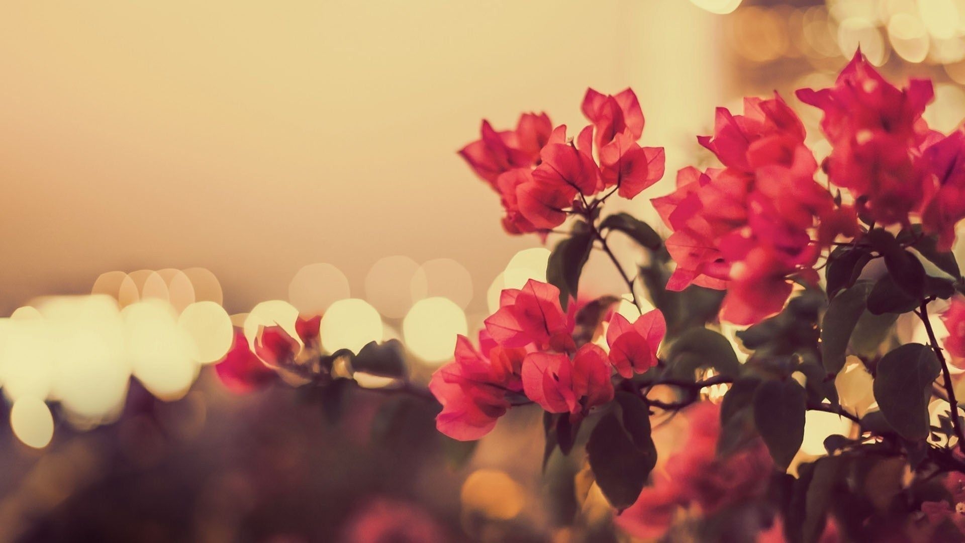 1920x1080 Photography Vintage Flower Background Wallpaper, Desktop