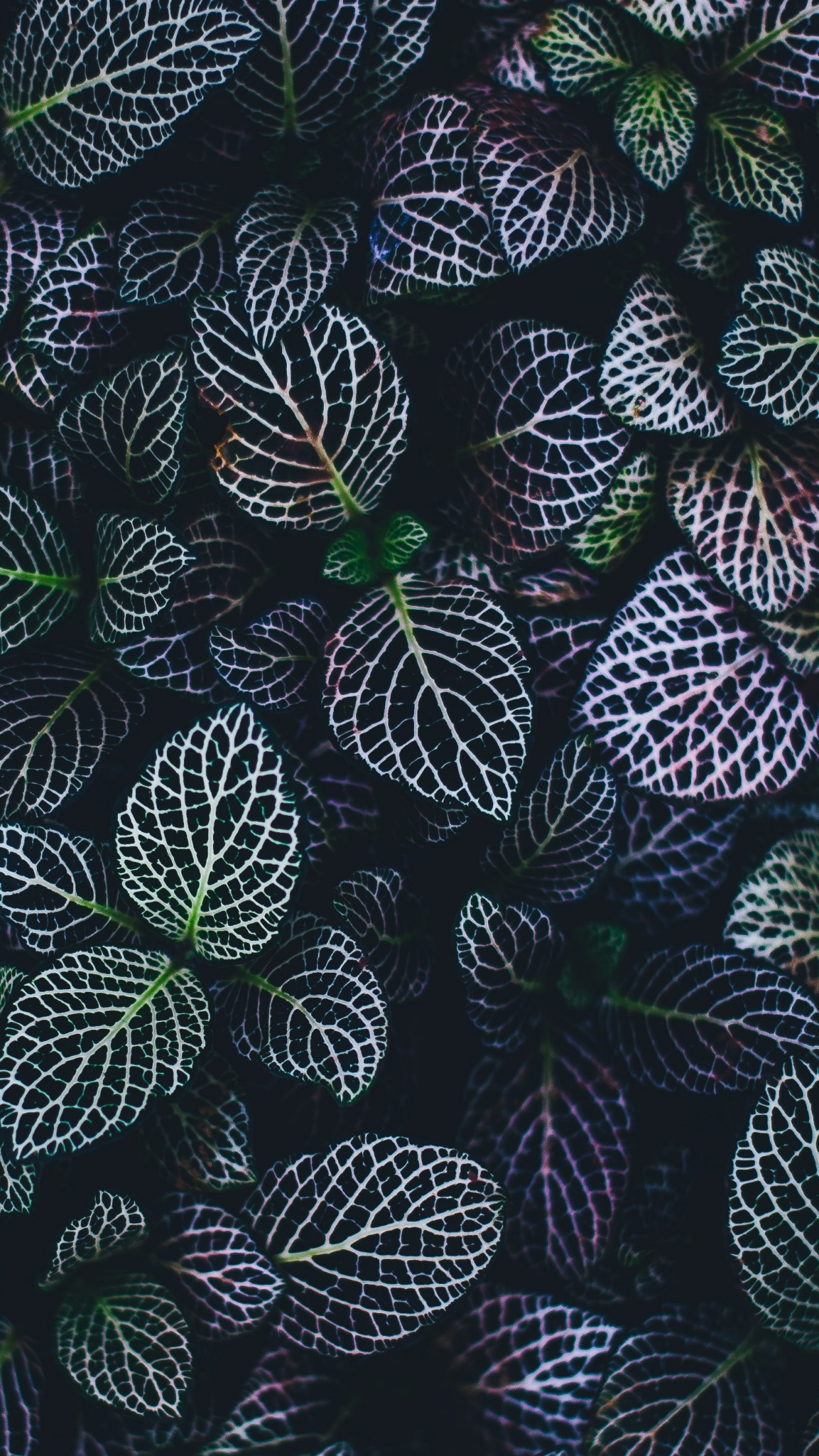 1250x2210 Leaves Wallpaper 4K, Plant, Botanical garden, Pattern, Phone