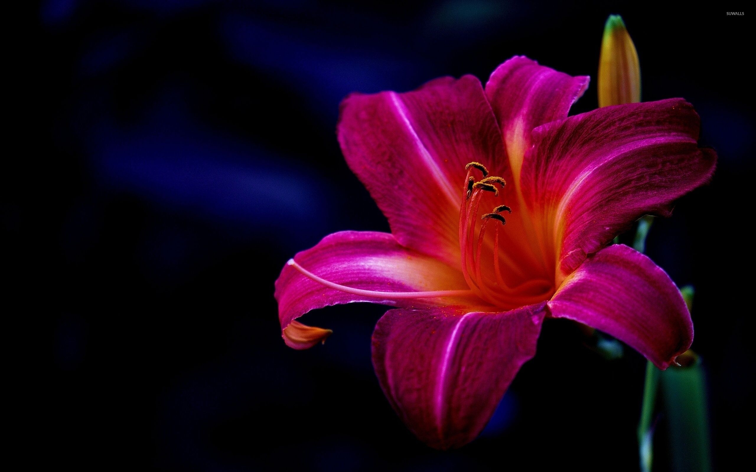 2560x1600 Purple lily wallpaper wallpaper, Desktop