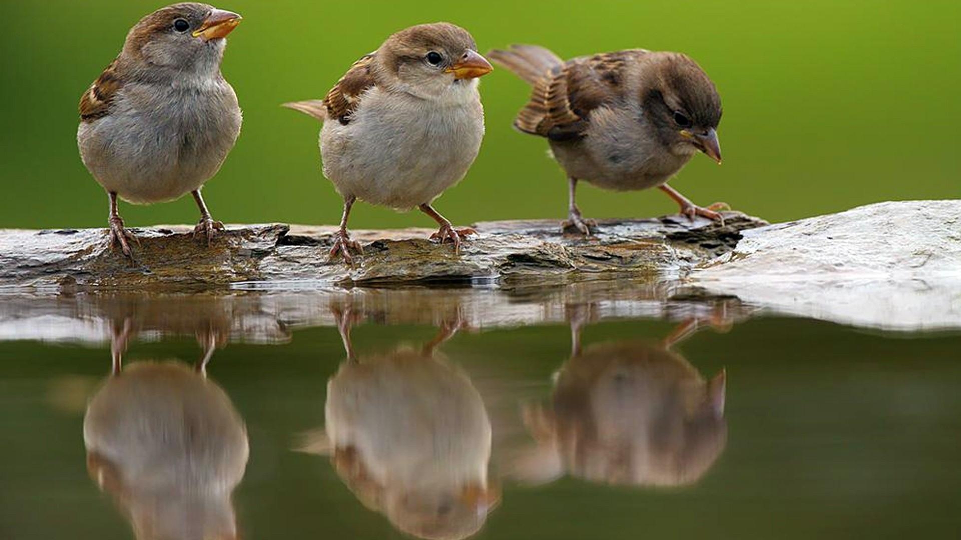 1920x1080 Cute Sparrows Drinking Water, Desktop