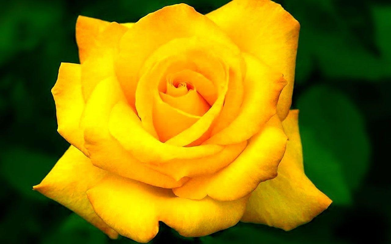 1280x800 Yellow Rose Computer Wallpaper, Desktop