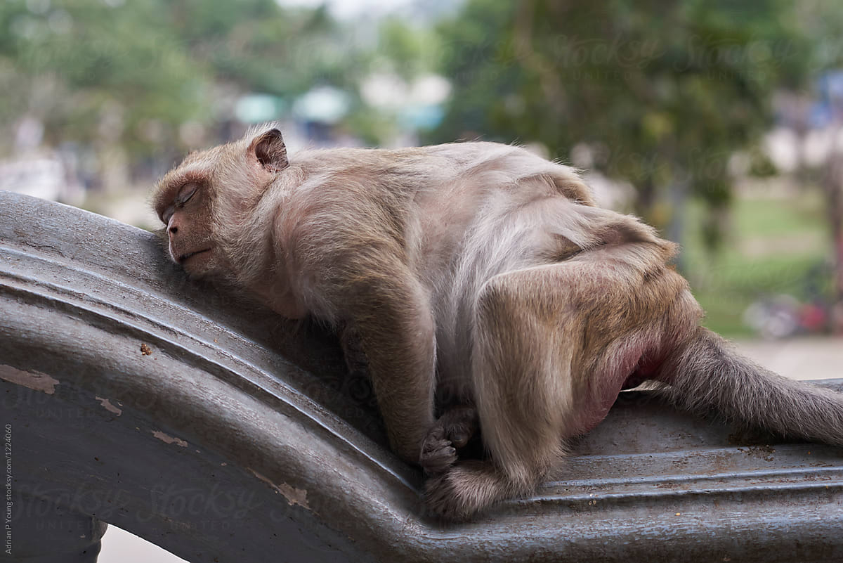 1200x810 Fat Monkey Sleeping by Adrian P Young, Lazy, Desktop