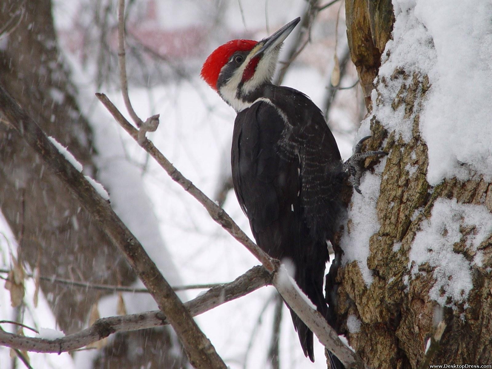 1600x1200 Woodpecker Wallpaper 6 X 1200, Desktop