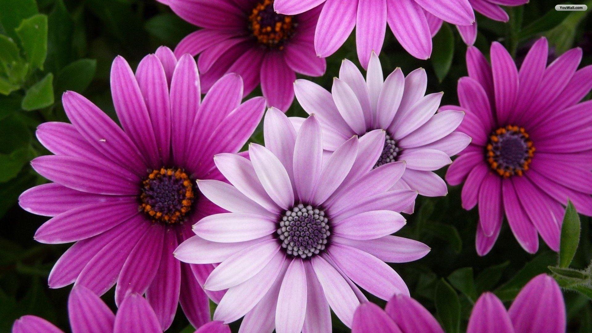 1920x1080 Pretty Flower Wallpaper Background, Desktop