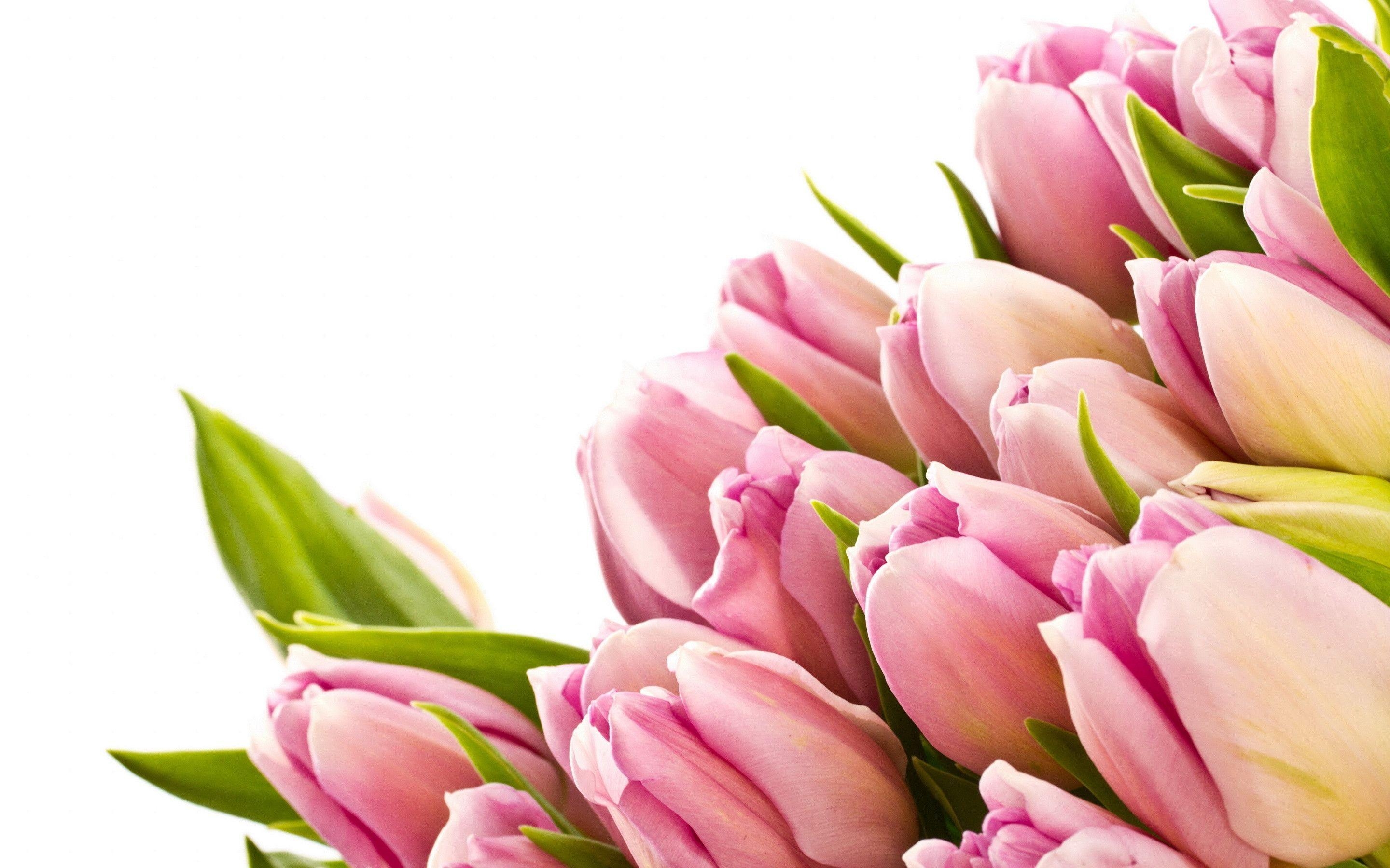 2880x1800 Pink Tulips wallpaper, Desktop