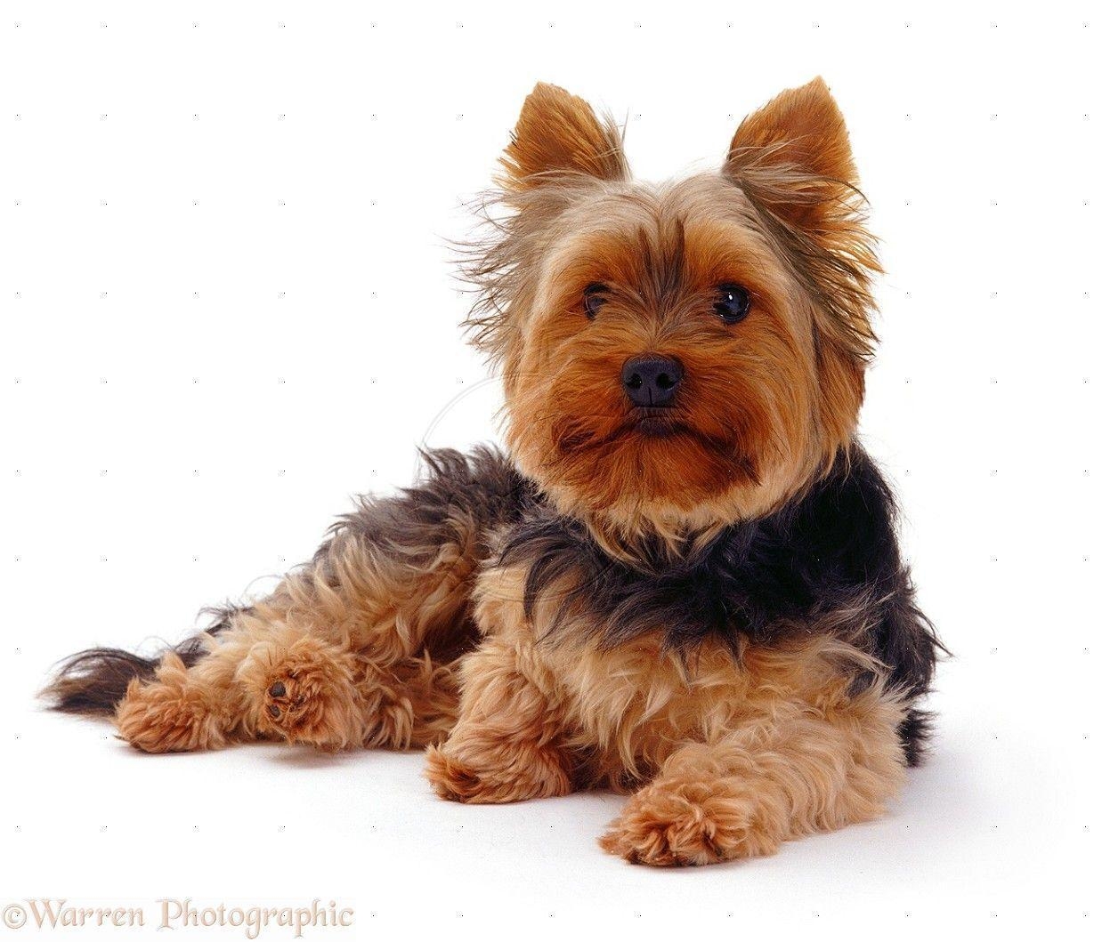 1240x1060 Yorkshire Terrier Image & Wallpaper on Jeweell, Desktop