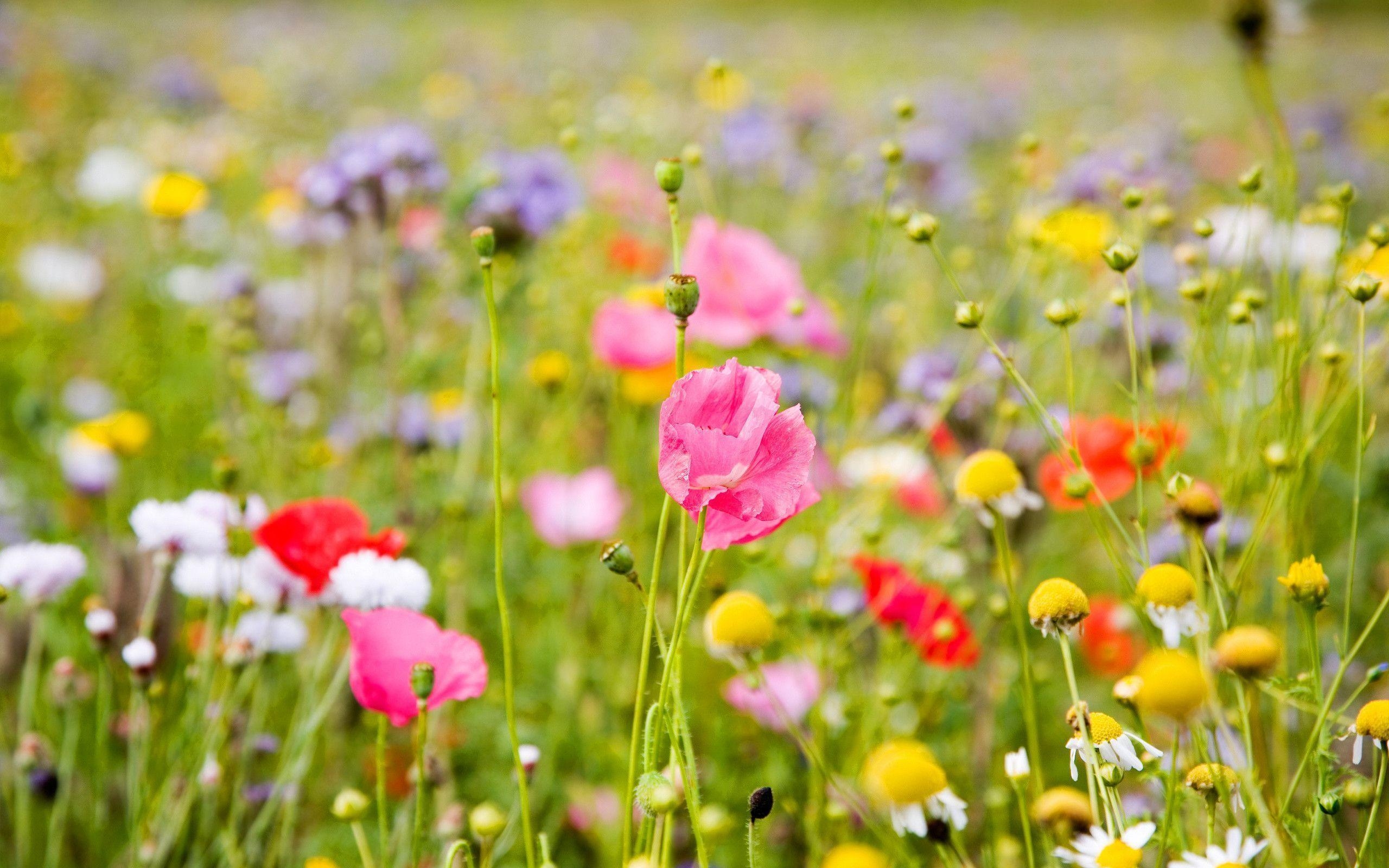 2560x1600 Flower Field Wallpaper 13396, Desktop